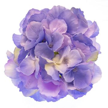 Hydrangea Violet 15cm